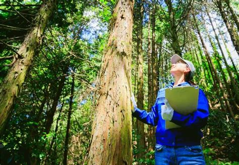 Online Forestry Services .